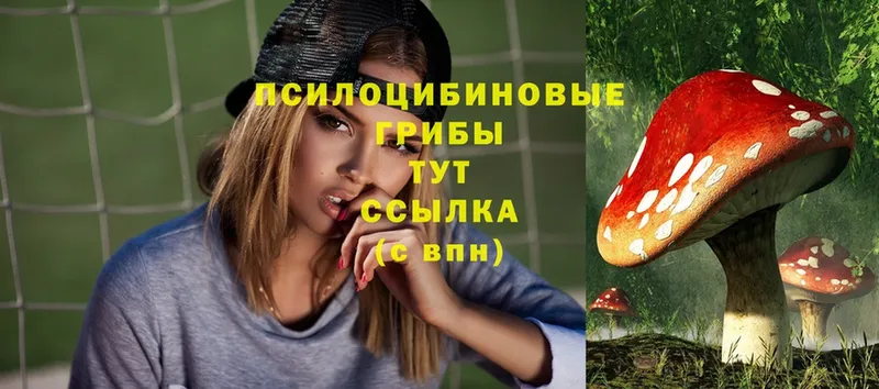 наркота  Светлогорск  Галлюциногенные грибы Psilocybe 